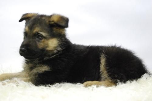 cachorros con tres meses de edad