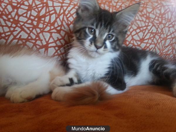 CAMADA DE MAINE COON CON PEDIGREE