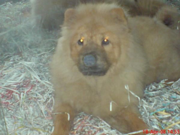 CHOW CHOW EN VENTA CACHORROS