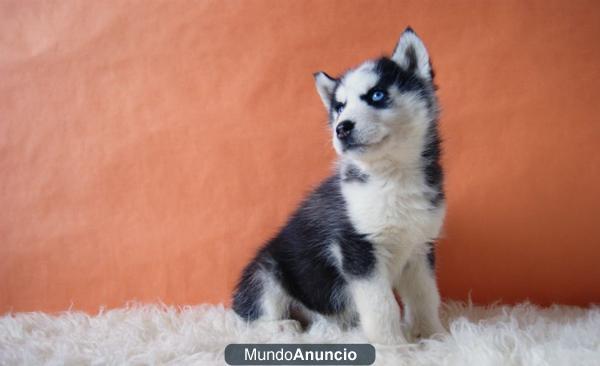 Husky Siberiano de raza cachorritos