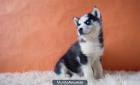 Husky Siberiano de raza cachorritos - mejor precio | unprecio.es
