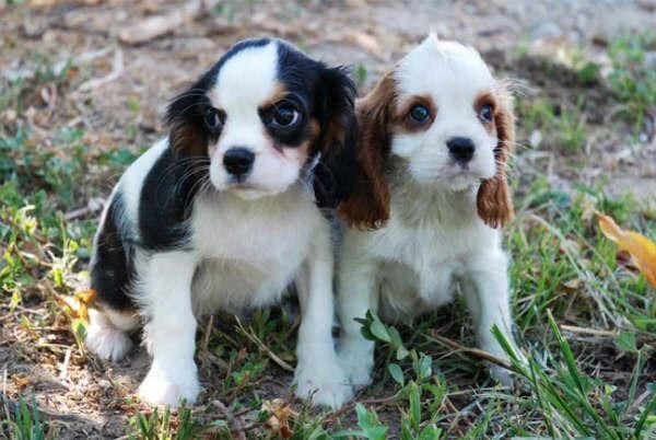 Los mejores cachorros de Cavalier, aprovecha