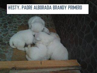 SE VENDEN WESTYS PADRE ALBORADA BRANDY I