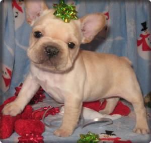 Venta de cachorros de bulldog Ingles y Frances Pontevedra 100