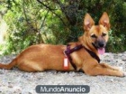 .Nika, una cachorrita 10 - mejor precio | unprecio.es