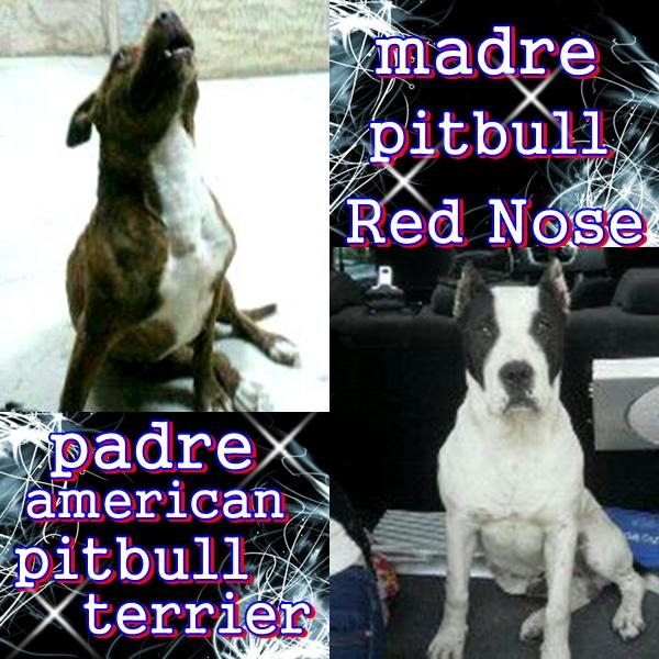 *************se vende cachorros de raza pitbull             *