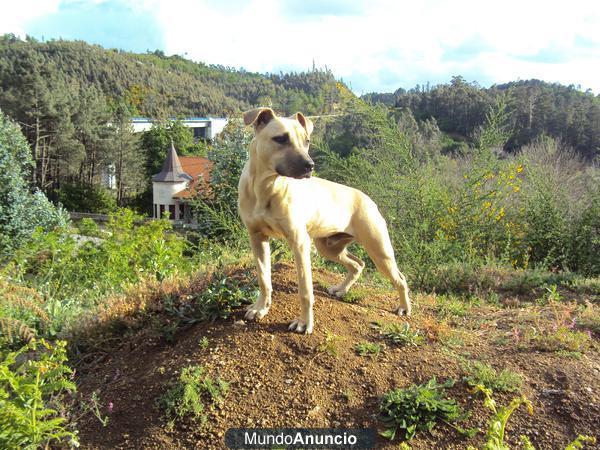 American Pit Bull Terrier (ADBA)