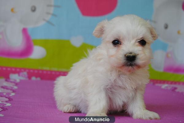 BICHON MALTES  LINEA AMERICANA,340€