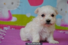 BICHON MALTES LINEA AMERICANA,340€ - mejor precio | unprecio.es