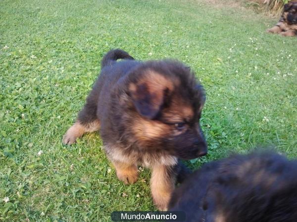 cachorro macho de pastor aleman