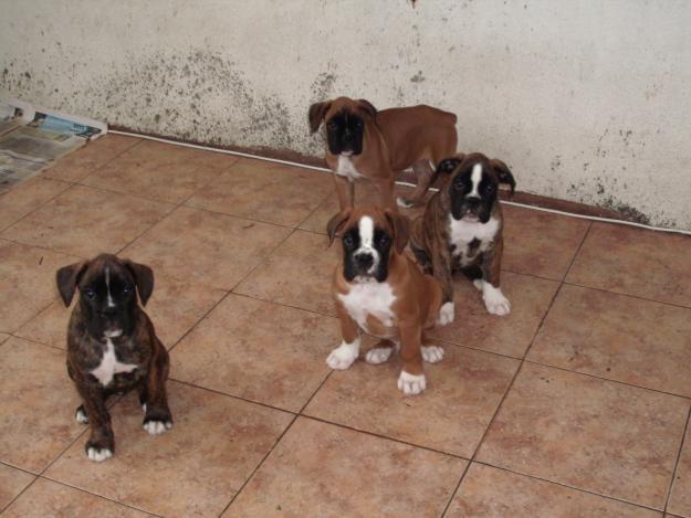 Cachorros Boxer con pedigree