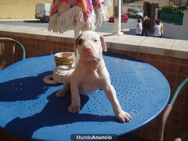 Cachorros Dogo Aleman