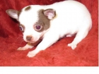 Chihuahua, precioso - mejor precio | unprecio.es