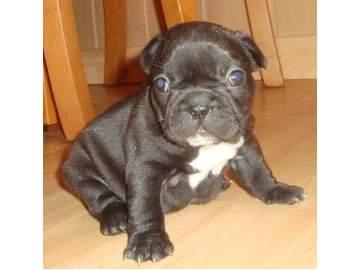 preciosa camada bulldog frances