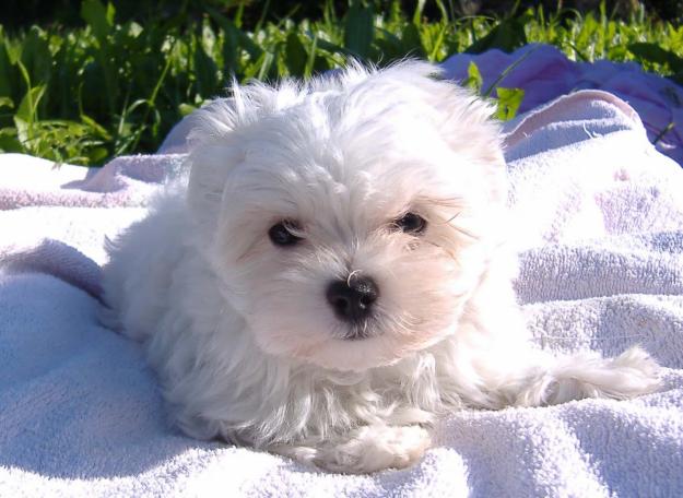 Se venden cachorros Bichon Maltes