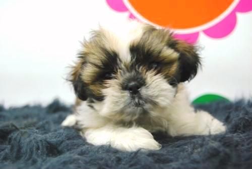 Shihtzu Preciosos y Adorables Cachorros Listos para Entregar