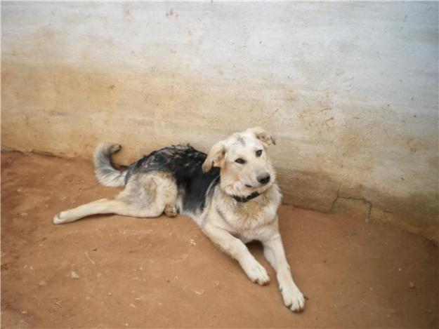 Sota, cachorra cruce de pastor alemán de 8 meses en adopción