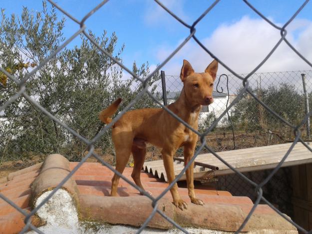 Vendo cachorros de podenco