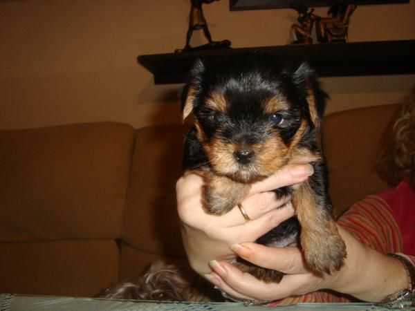 venta de yorshire terrier