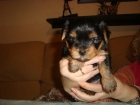 venta de yorshire terrier - mejor precio | unprecio.es