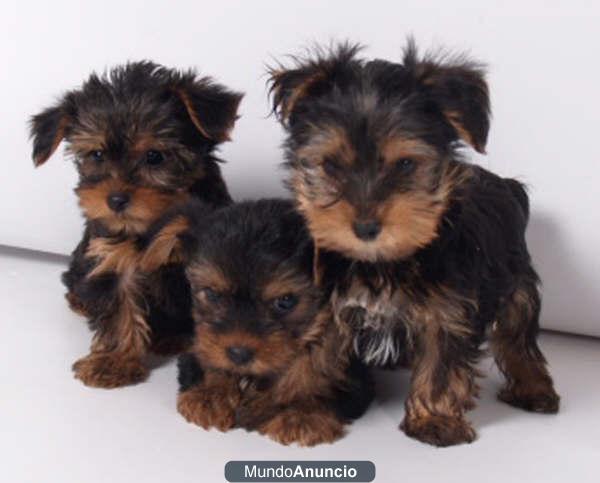 Cachorros de Yorkshire, Garantía Veterinaria