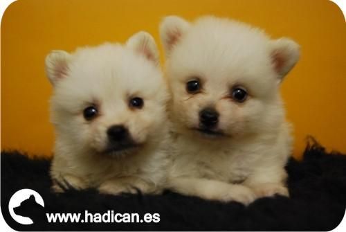 Cachorritos de Pomerania en color blanco de fantastica Calidad en Madrid.