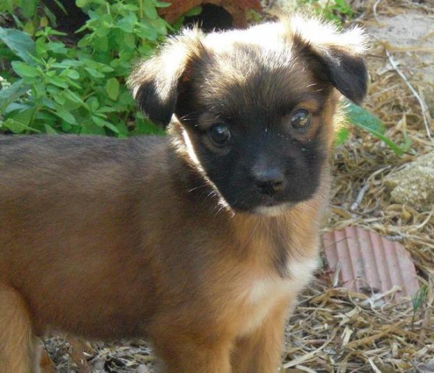 Cachorro tamaño pequeño en adopcion