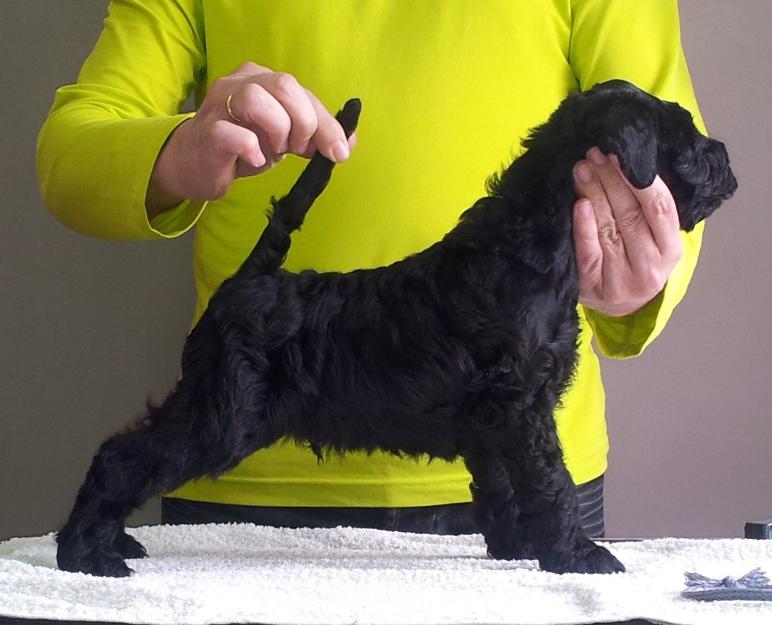 Cachorros kerry blue terrier la bruixeta