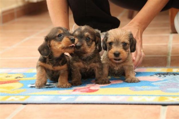 cachorros teckel kaninchen pelo duro muy pequeños