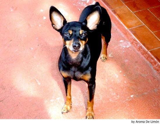 Compro Pinscher Miniatura