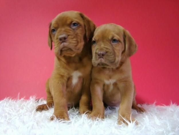 DOGO DE BURDEOS FOTOS 100% REALES CACHORROS DE CALIDAD