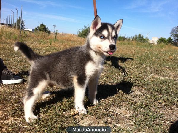 Husky Siberiano, dos meses, excelentes cachorretes