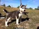 Husky Siberiano, dos meses, excelentes cachorretes - mejor precio | unprecio.es