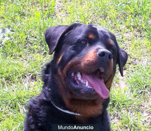 ROTTWEILER EXCELENTES LISTOS PARA ENTREGAR