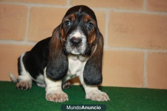 Se vende camada de Basset Hound, preciosos