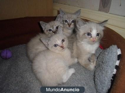 Tenemos 5 gatitos Todos los que están listos para nuevas familias.