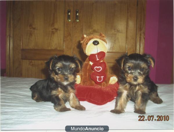 VENDO YORKSHIRE TERRIER