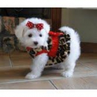 Bichon Maltes Variedad de Cachorros Preciosos - mejor precio | unprecio.es