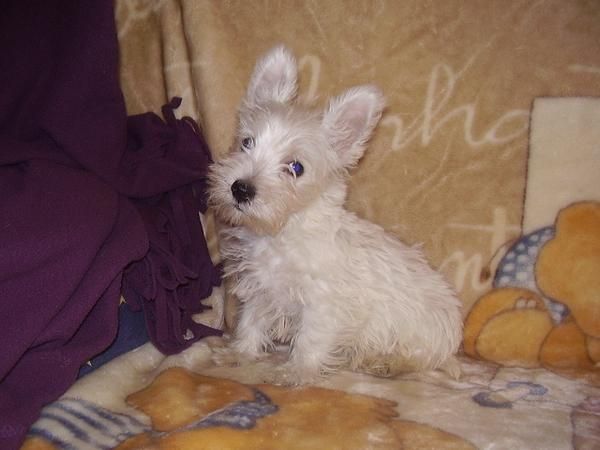 Cachorros de West Highland White Terrier con pedigree