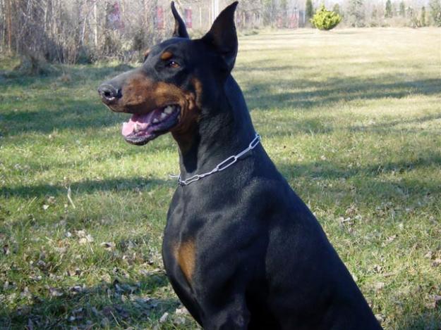 camada de dobermann