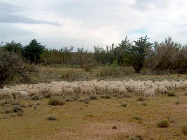 FINCAS EN LA PATAGONIA