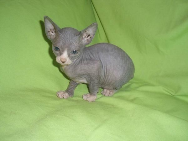 GATITOS SPHYNX (SIN PELO) LISTOS PARA ENTREGAR