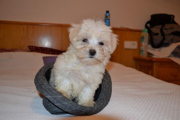 Preciosa cachorrita bichon maltes toy, el mejor regalo para navidad