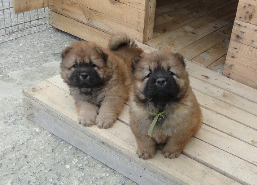 un precioso cachorro de chow chow