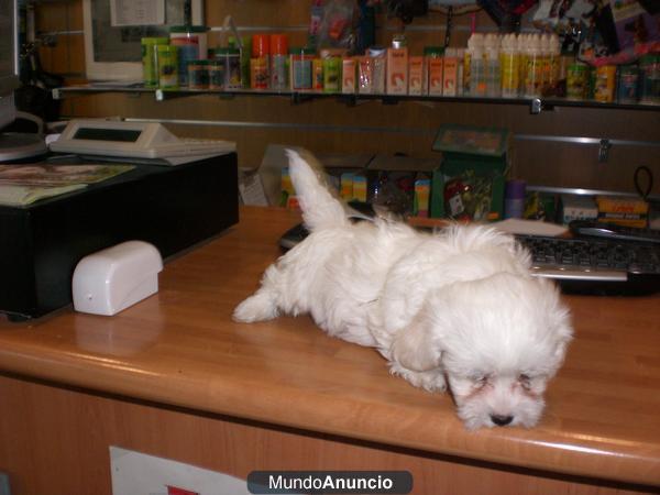 Bichon maltes machos y hembras 335 euros