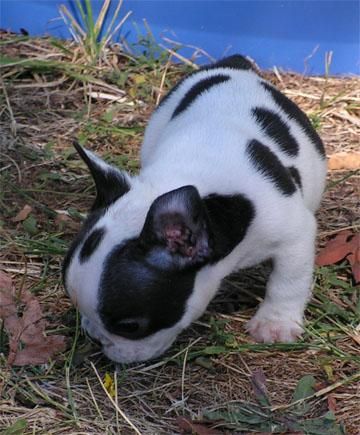 Bulldog Francés, pedigrèe impresionante, 130