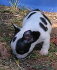 Bulldog Francés, pedigrèe impresionante, 130 - mejor precio | unprecio.es