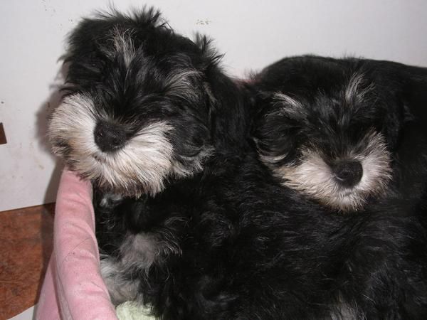 Cachorritos de schnauzer negro y plata