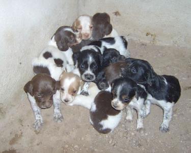 cachorros de breton