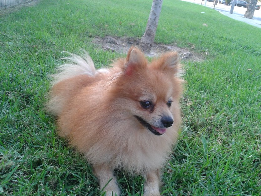 Cachorros lulu de pomerania